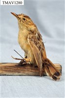 藏品(錦鴝)的圖片